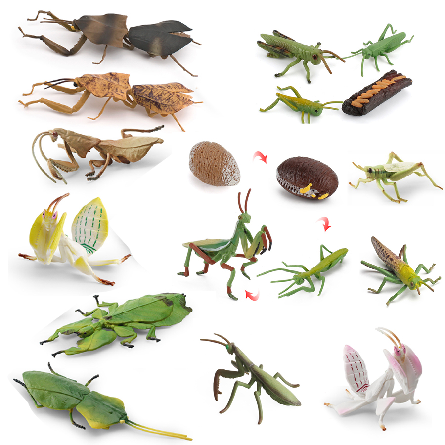 Interior Design House - Modèle réaliste de Mantis Orchidée, Mantis